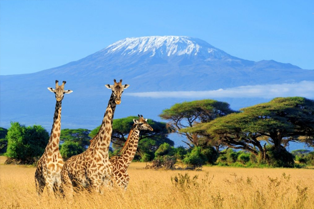 Killimanjaro - Africa